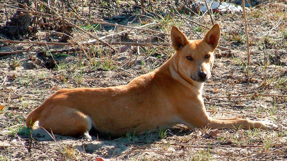 Africanis dog in Botswana