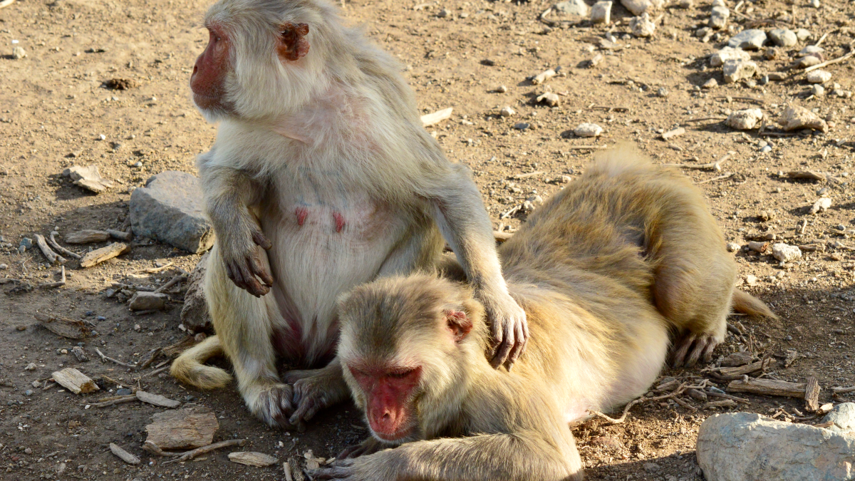 An older female macaque hangs out with a buddy on the island of Cayo Santiago