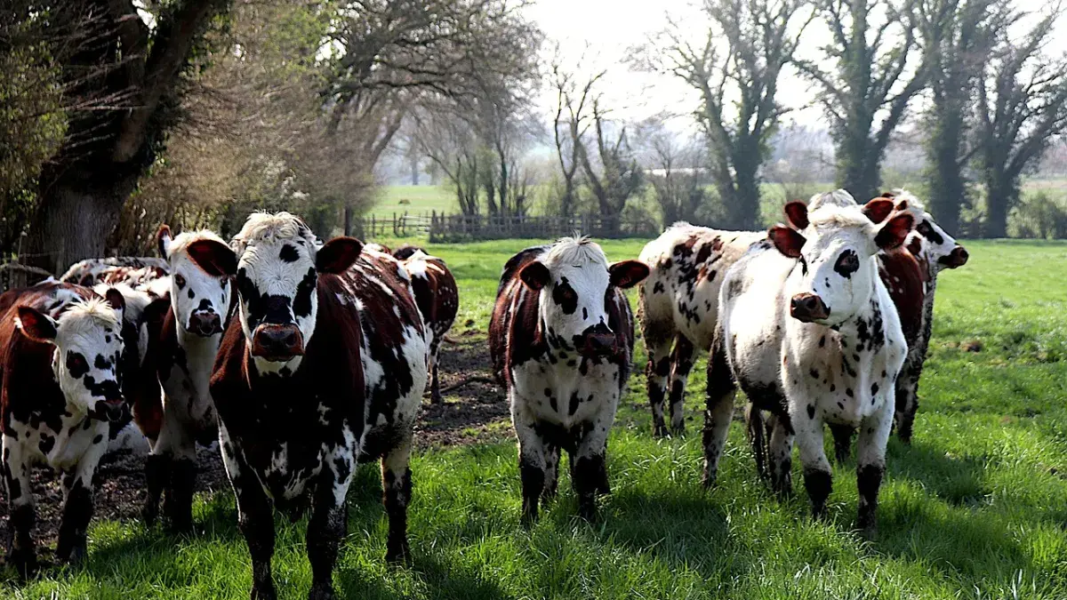 cows