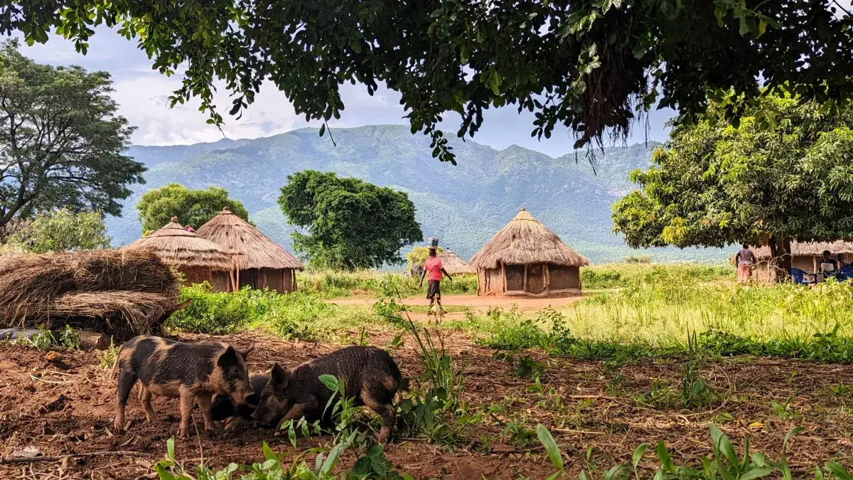 Ugandan pigs