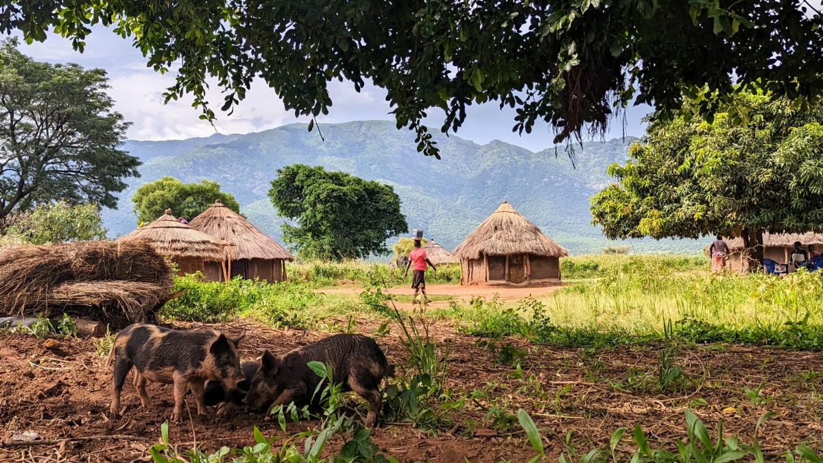 Ugandan pigs