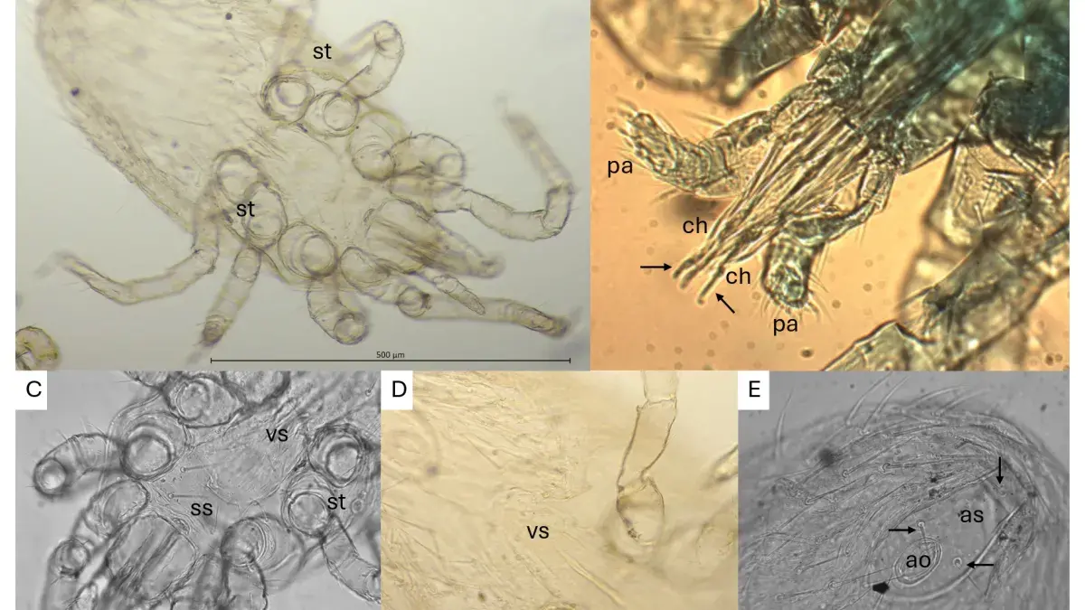 Rat mites