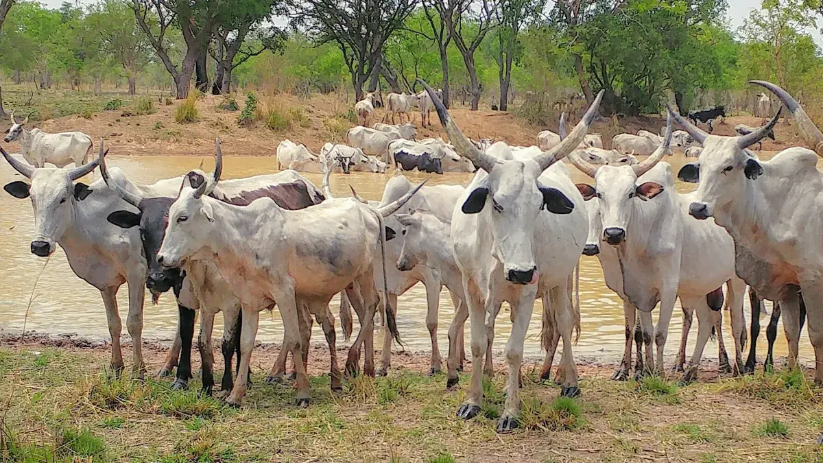 Ghanaian cows