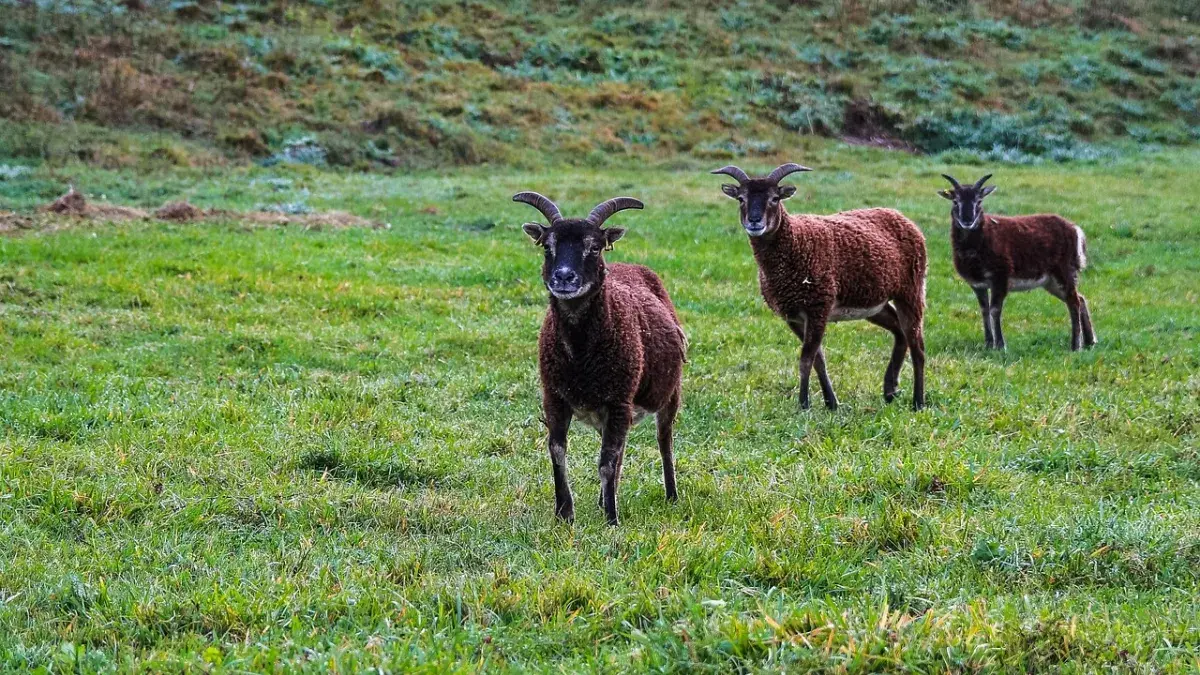 Soay sheep