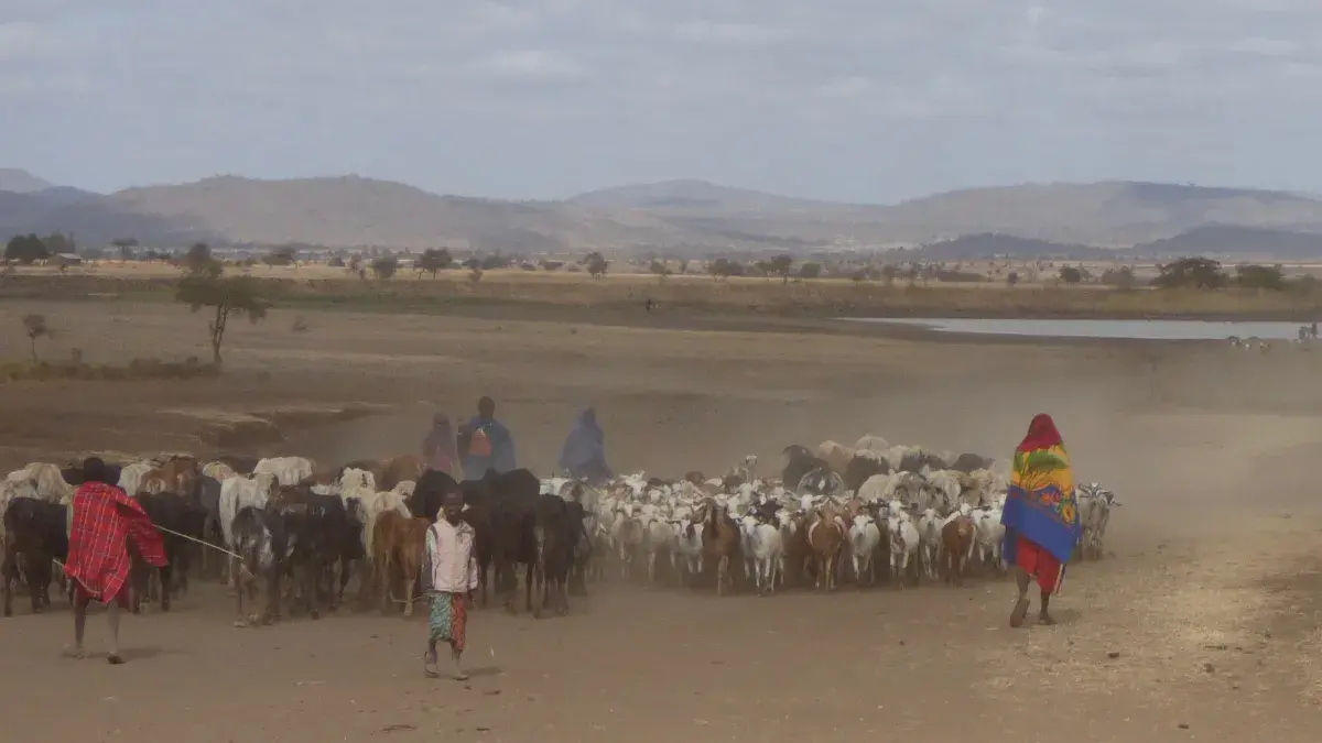 Livestock movements in Tanzania