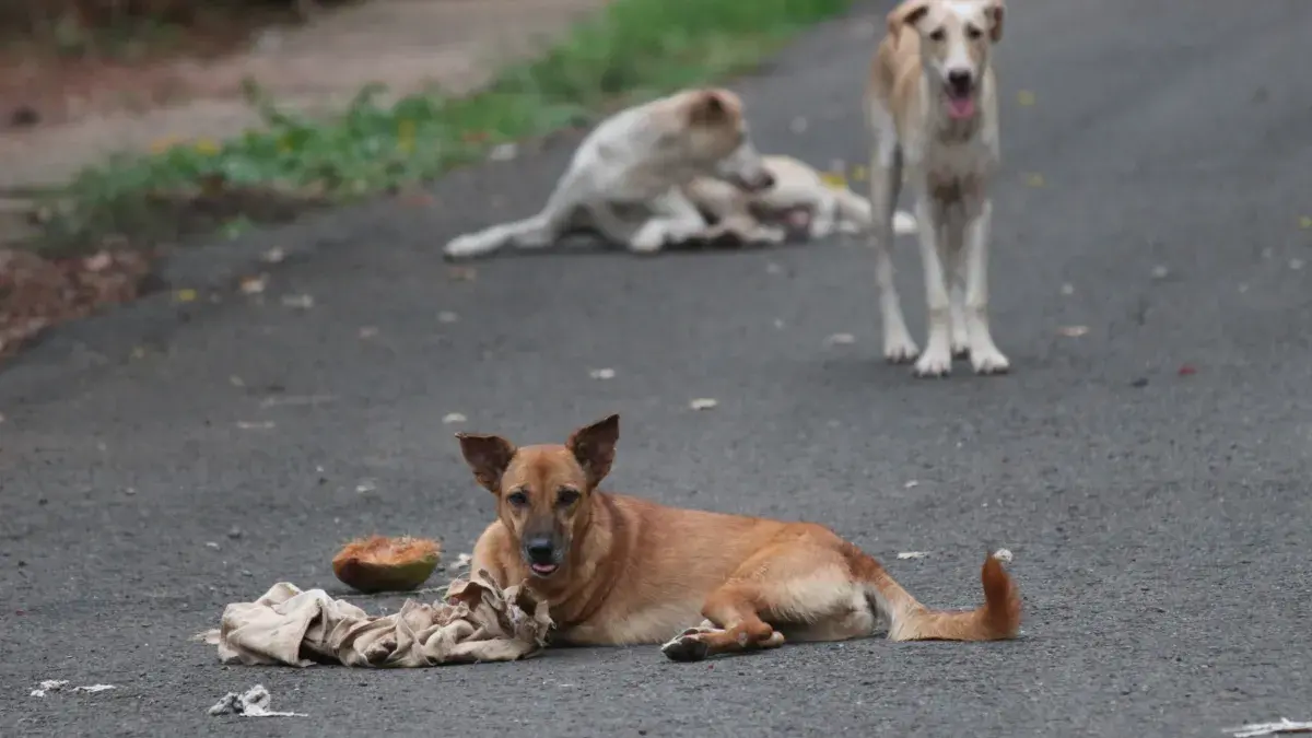 free-roaming dogs