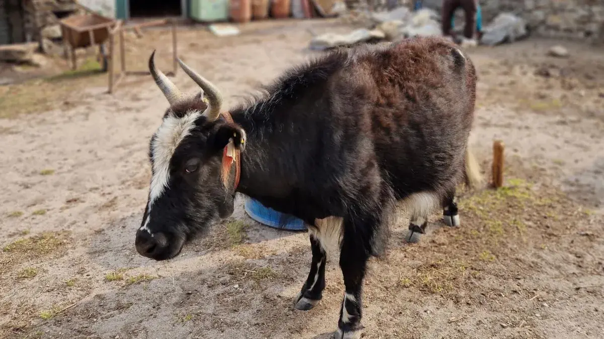 Yak_in_Khumjung_village