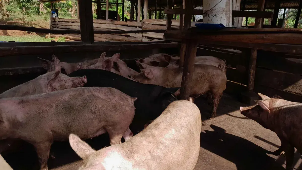 Ugandan pigs