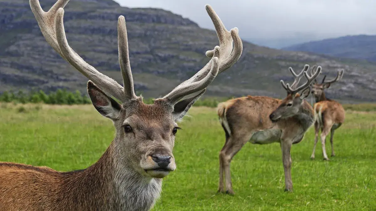 red deer