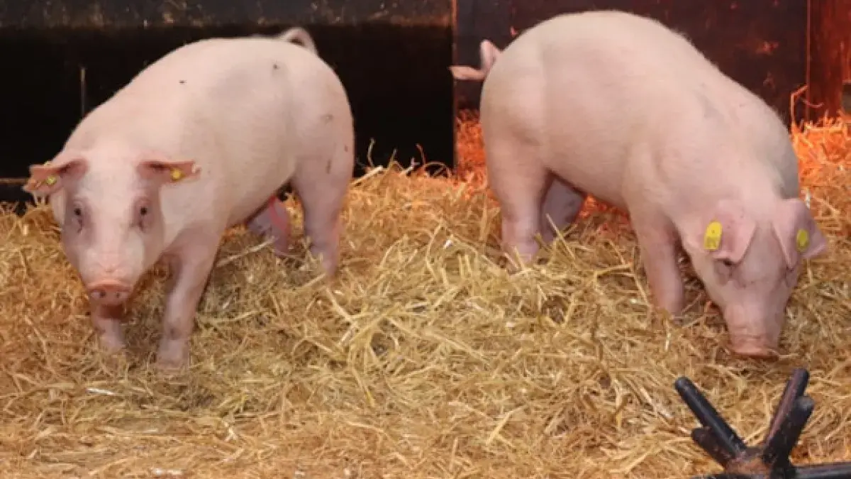 Gene edited pigs