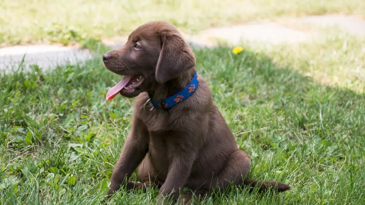 Labrador retriever puppies