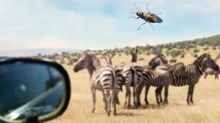 African trypanosomes have evolved to spread without tsetse flies, which normally transmit the illness in sub-Saharan Africa.