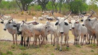 Ghanaian cows