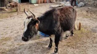 Yak_in_Khumjung_village