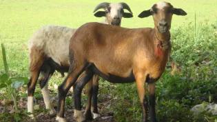 Cameroon Blackbelly sheep 