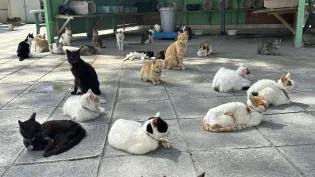 Cat in Cyprus 