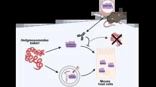 Kyriaki graphical abstract