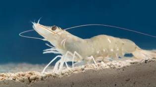 Whiteleg shrimp