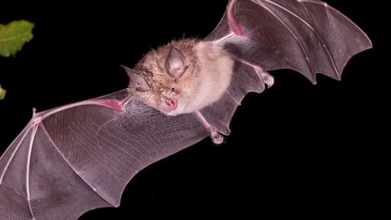 Chinese rufous horseshoe bats