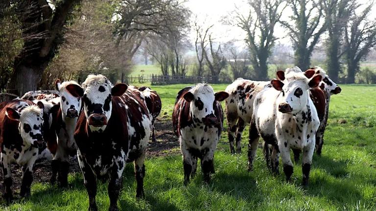 cows