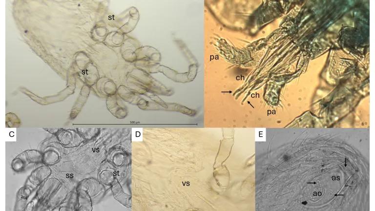 Rat mites