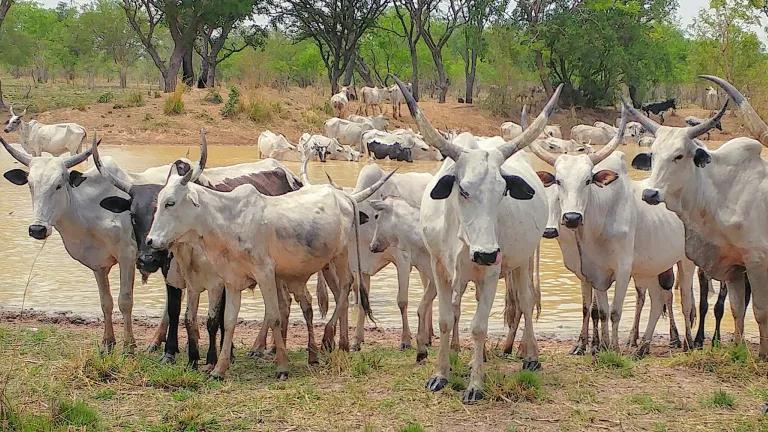 Ghanaian cows