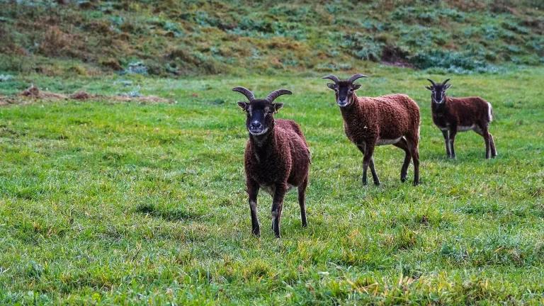 Soay sheep
