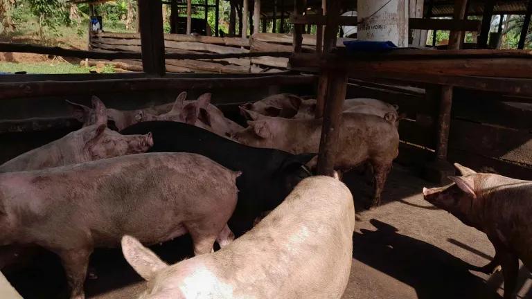 Ugandan pigs