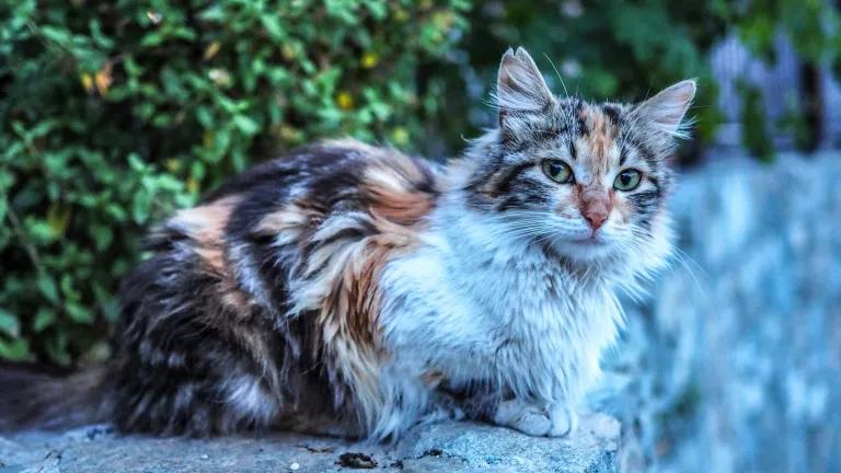Cat in Cyprus credit Kyriacos Georgiou