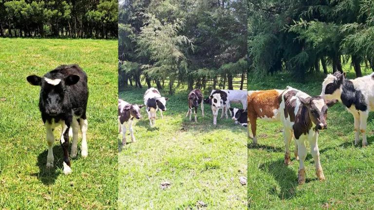 Kenyan dairy calves
