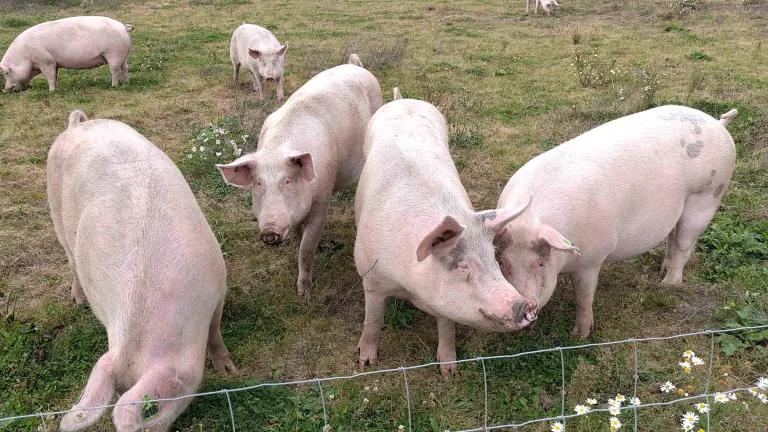 Scottish pigs