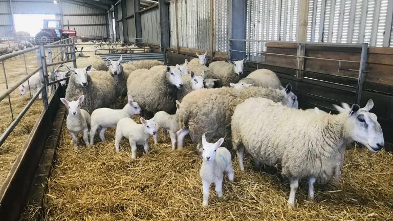 RobKelly lambs