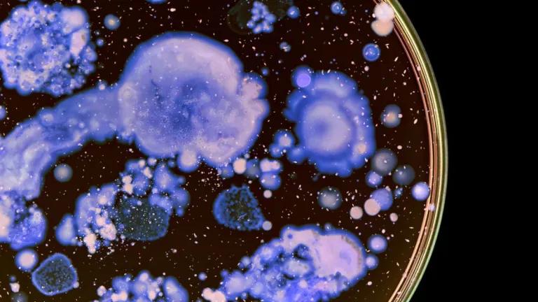 Bacteria
