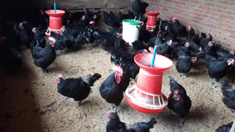 Malawi poultry