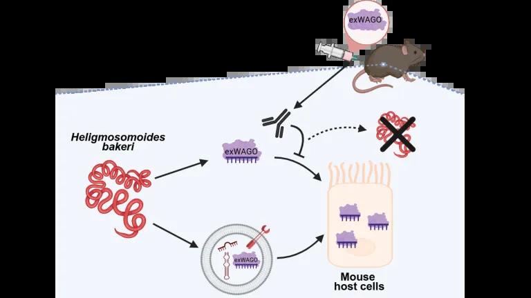 Kyriaki graphical abstract