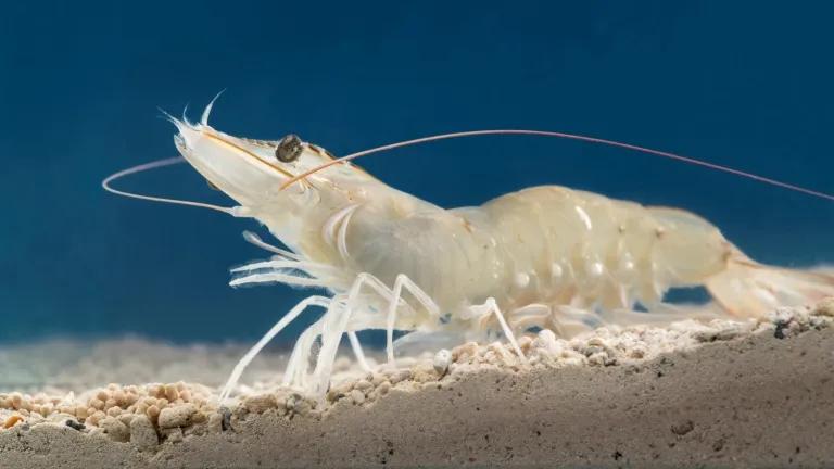 Whiteleg shrimp