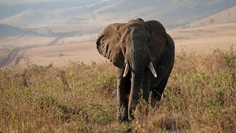 elephant