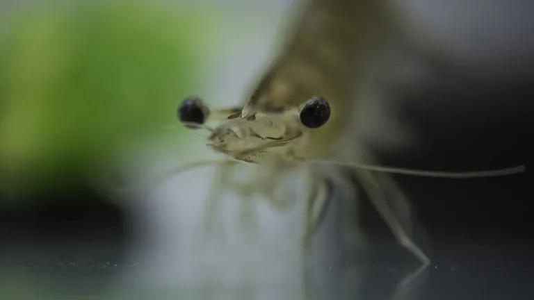 Whiteleg shrimp