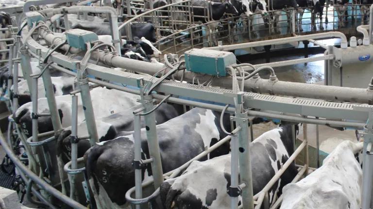 Dairy cows