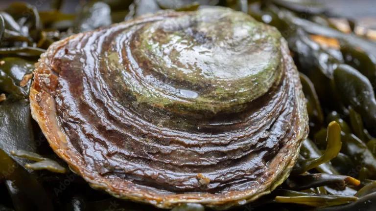 European flat oyster