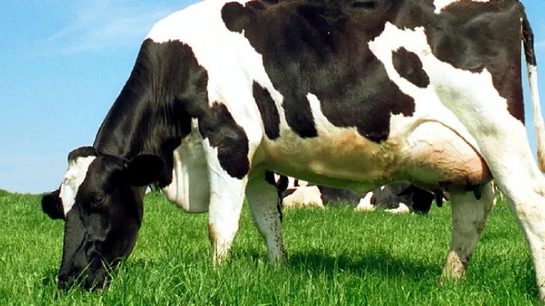A cow eating grass