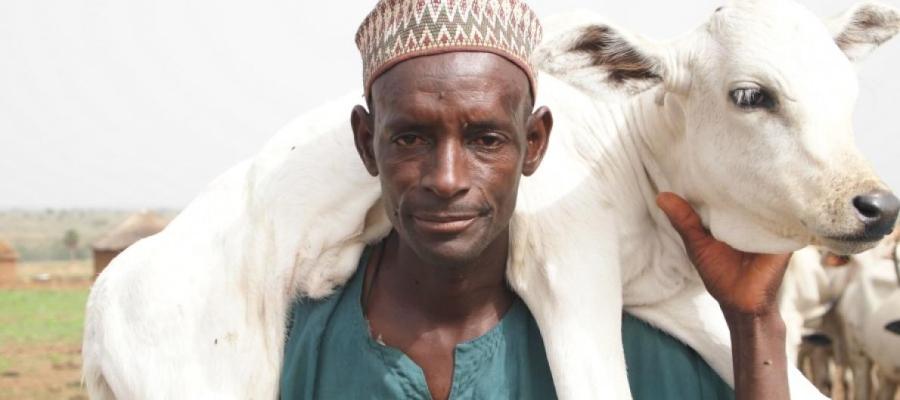 man carrying calf on his shoulders