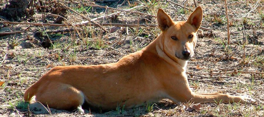 Africanis dog from Botswana