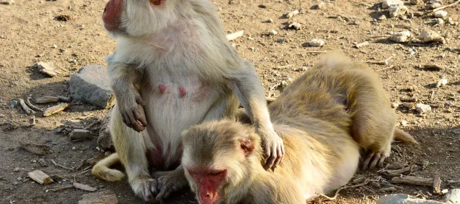 An older female macaque hangs out with a buddy on the island of Cayo Santiago