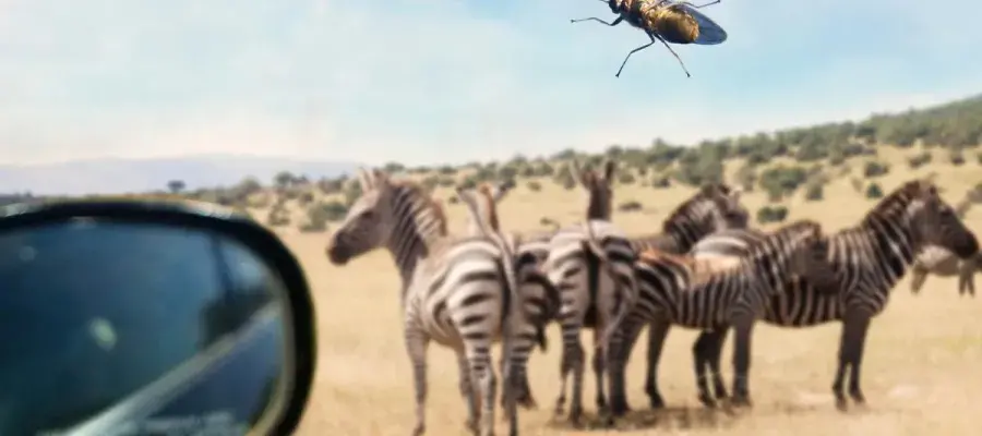 African trypanosomes have evolved to spread without tsetse flies, which normally transmit the illness in sub-Saharan Africa.