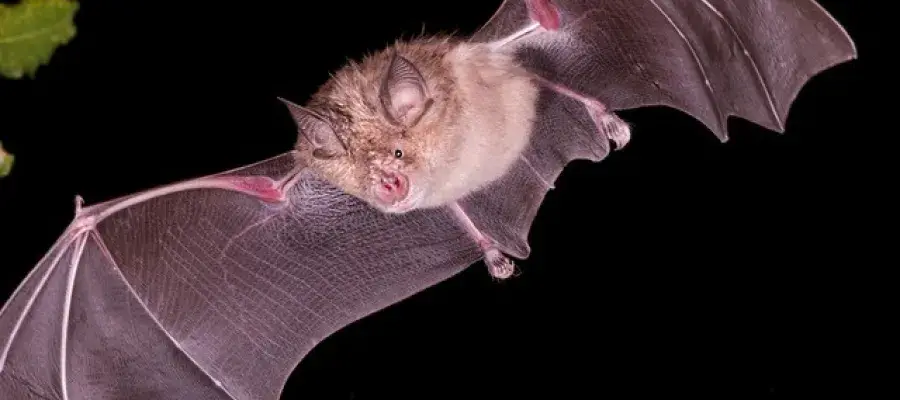 Chinese rufous horseshoe bats