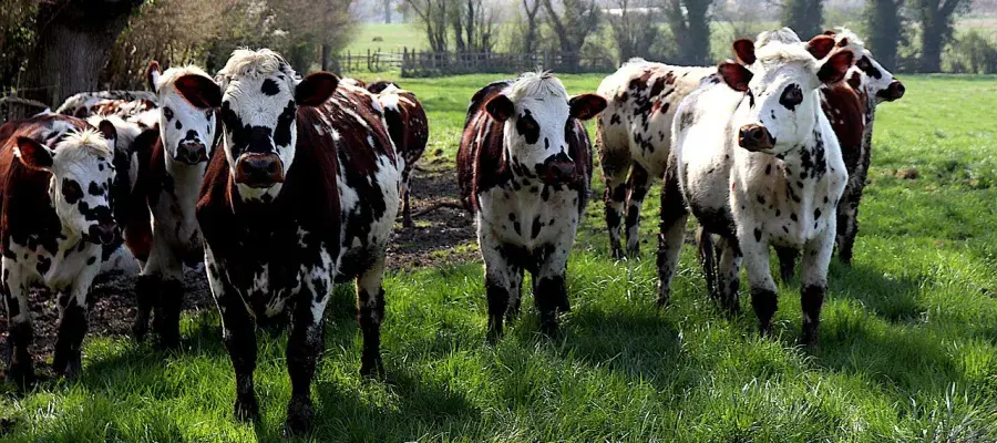cows