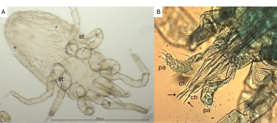 rat mites