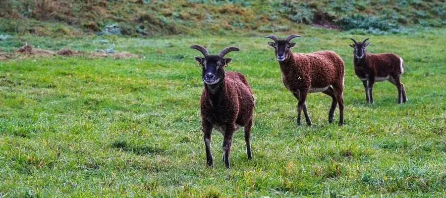 Soay sheep