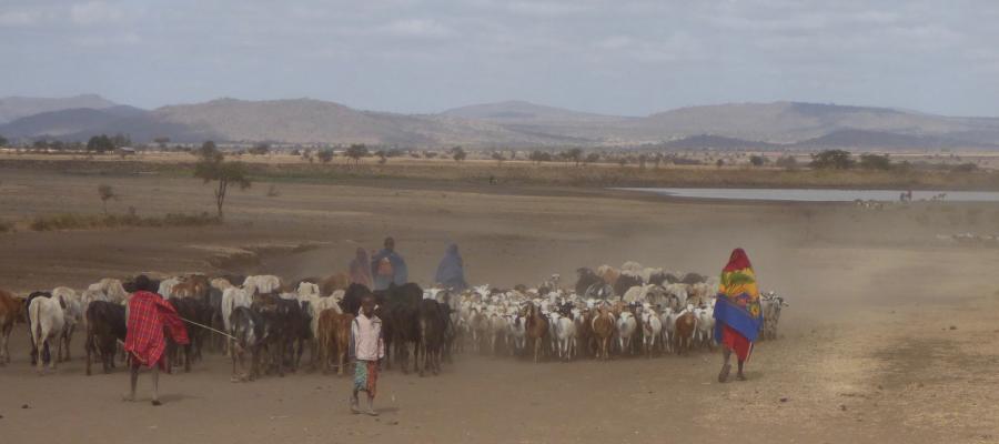 Livestock movements in Tanzania